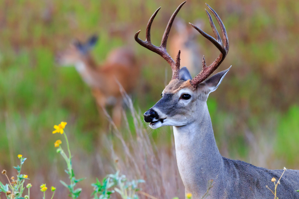 Whitetail Deer Hunting Season in Texas: A Comprehensive Guide
